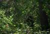 Hier klicken zum Ansehen op_easter_egg_12.05.2007 003_t1.jpg